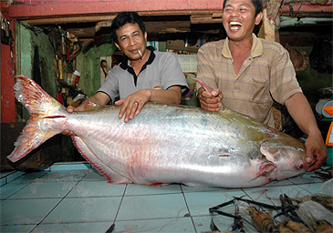 3284_Striped Catfish_Pangasianodon hypophthalmus.jpg